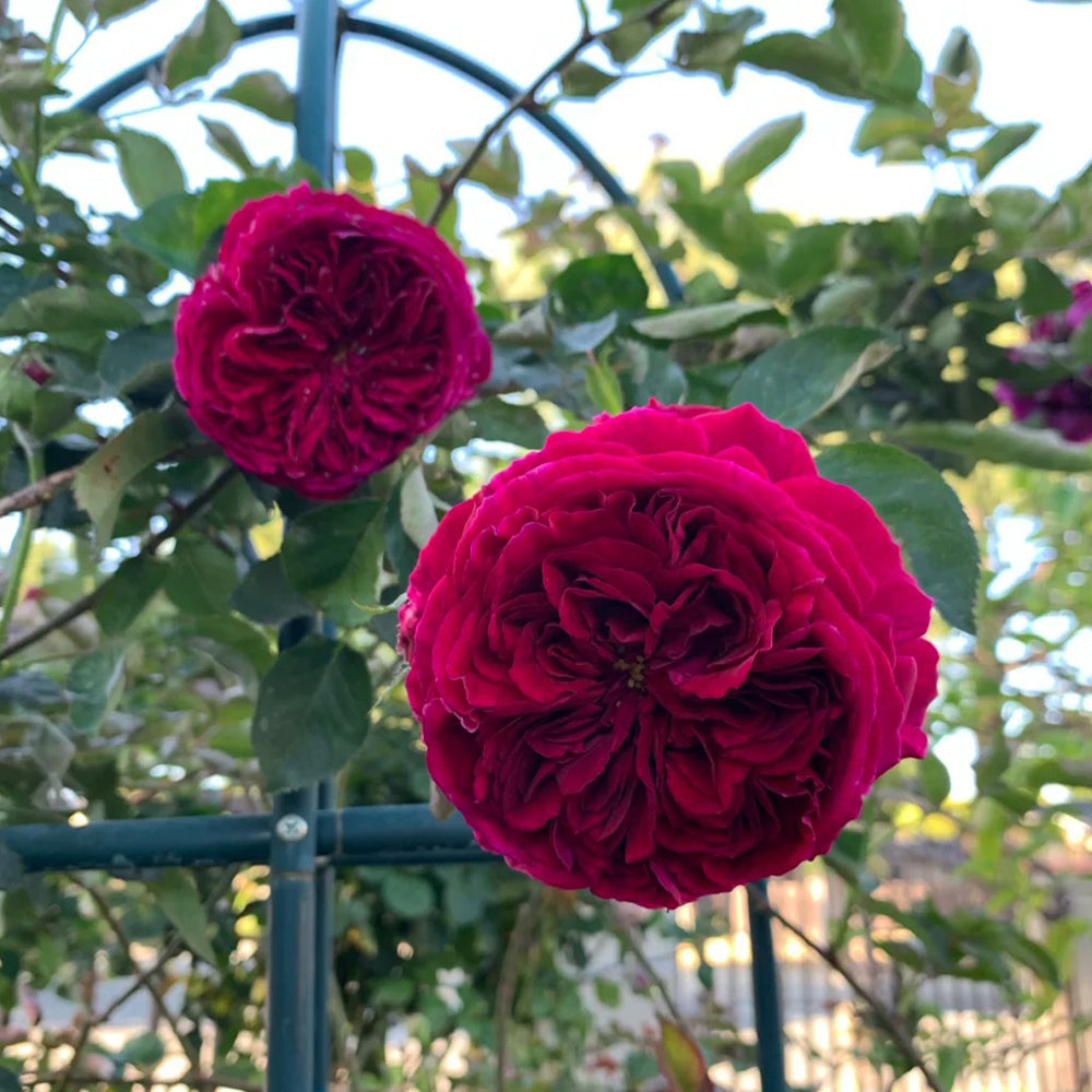 AUSverse English Garden Shrub Rose