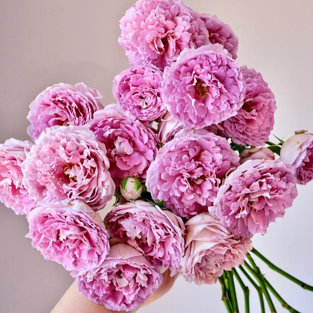 Dutch Florist Climbing Rose Inspired by Fancy Ruffle