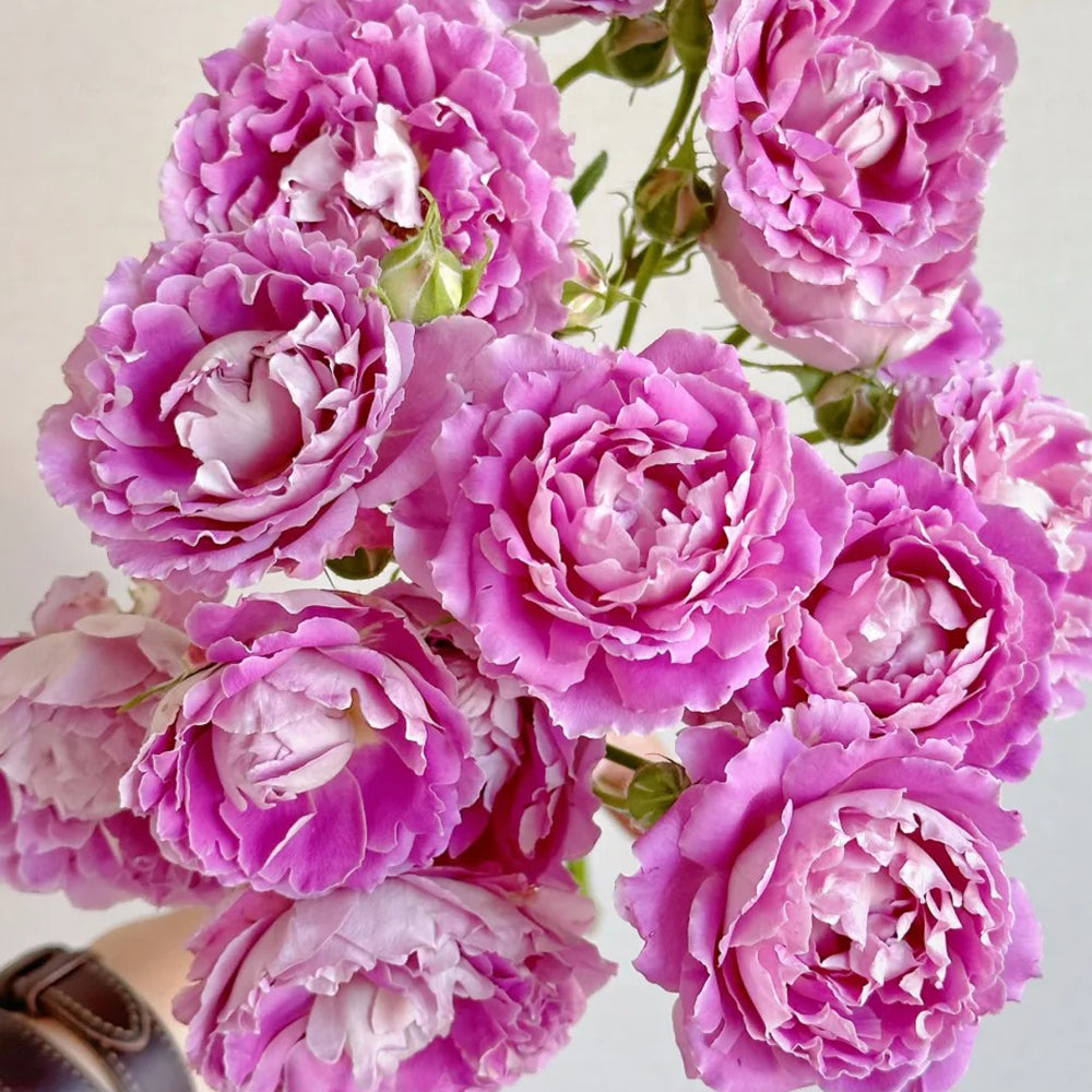 Dutch Florist Climbing Rose Inspired by Fancy Ruffle