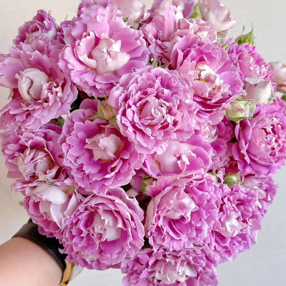 Dutch Florist Climbing Rose Inspired by Fancy Ruffle