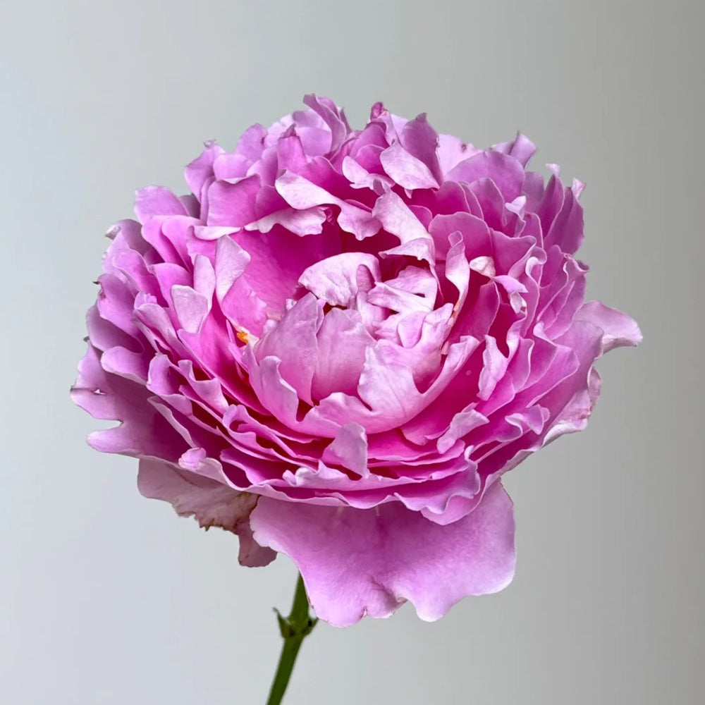 Dutch Florist Climbing Rose Inspired by Fancy Ruffle