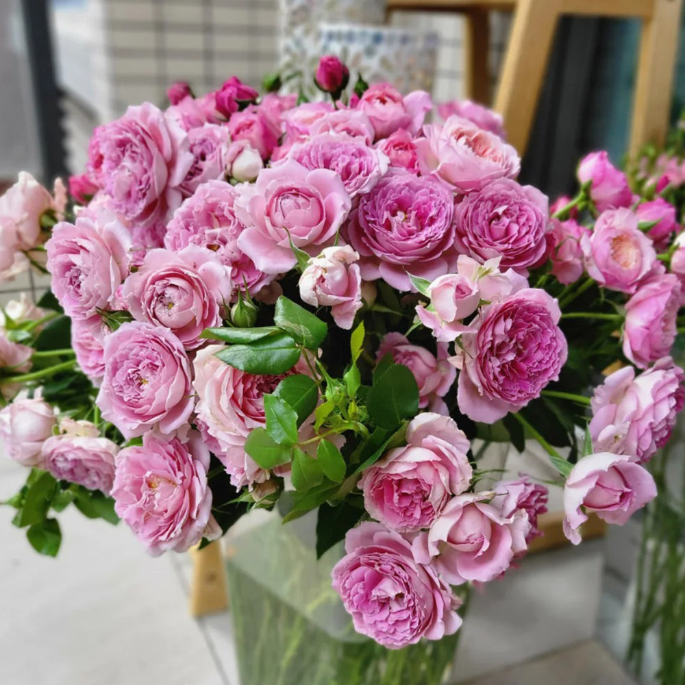 Dutch Florist Climbing Rose Inspired by Fancy Ruffle