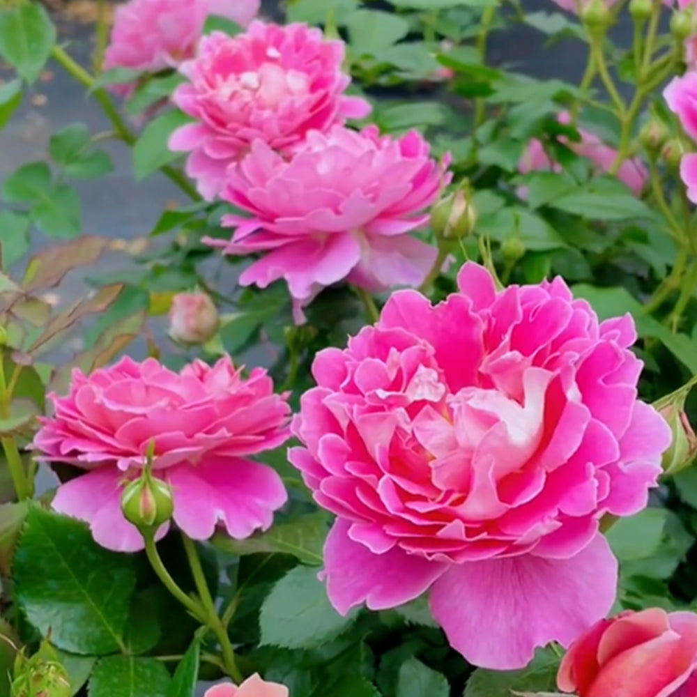 Dutch Florist Climbing Rose Inspired by Fancy Ruffle