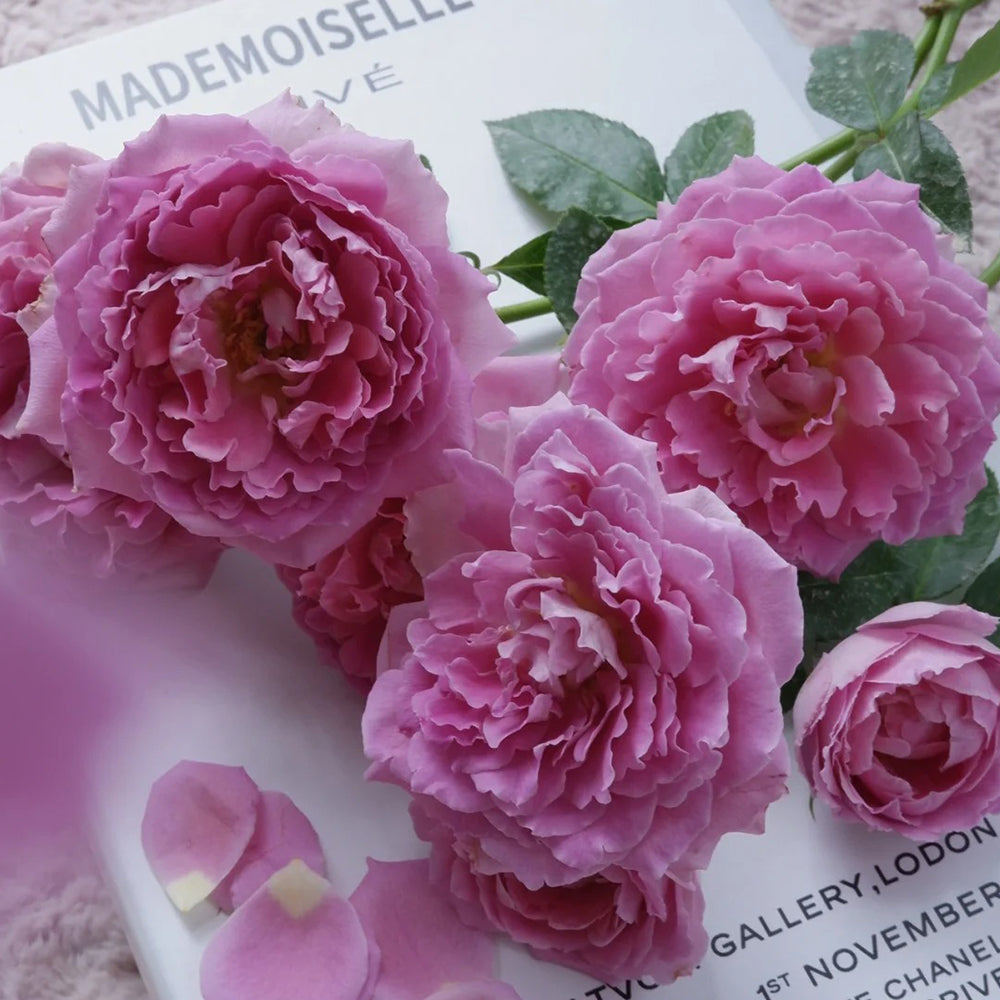 Dutch Florist Climbing Rose Inspired by Fancy Ruffle