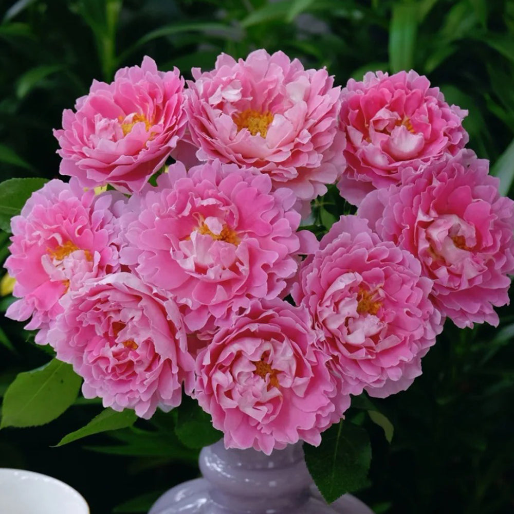 Dutch Florist Climbing Rose Inspired by Fancy Ruffle