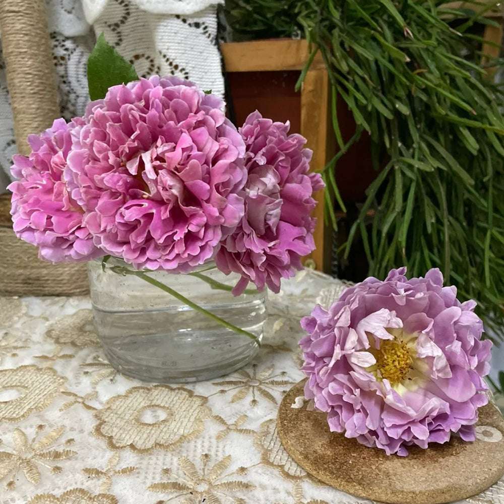Dutch Florist Climbing Rose Inspired by Fancy Ruffle