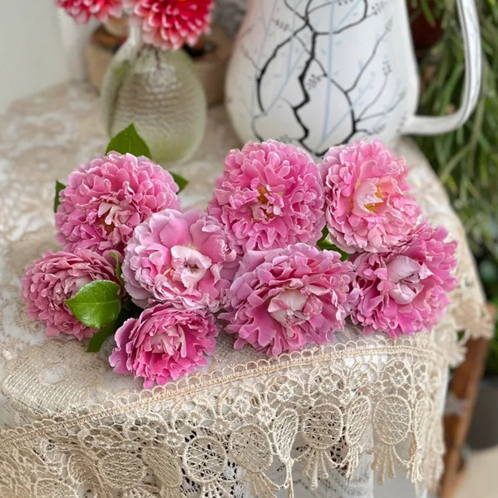 Dutch Florist Climbing Rose Inspired by Fancy Ruffle