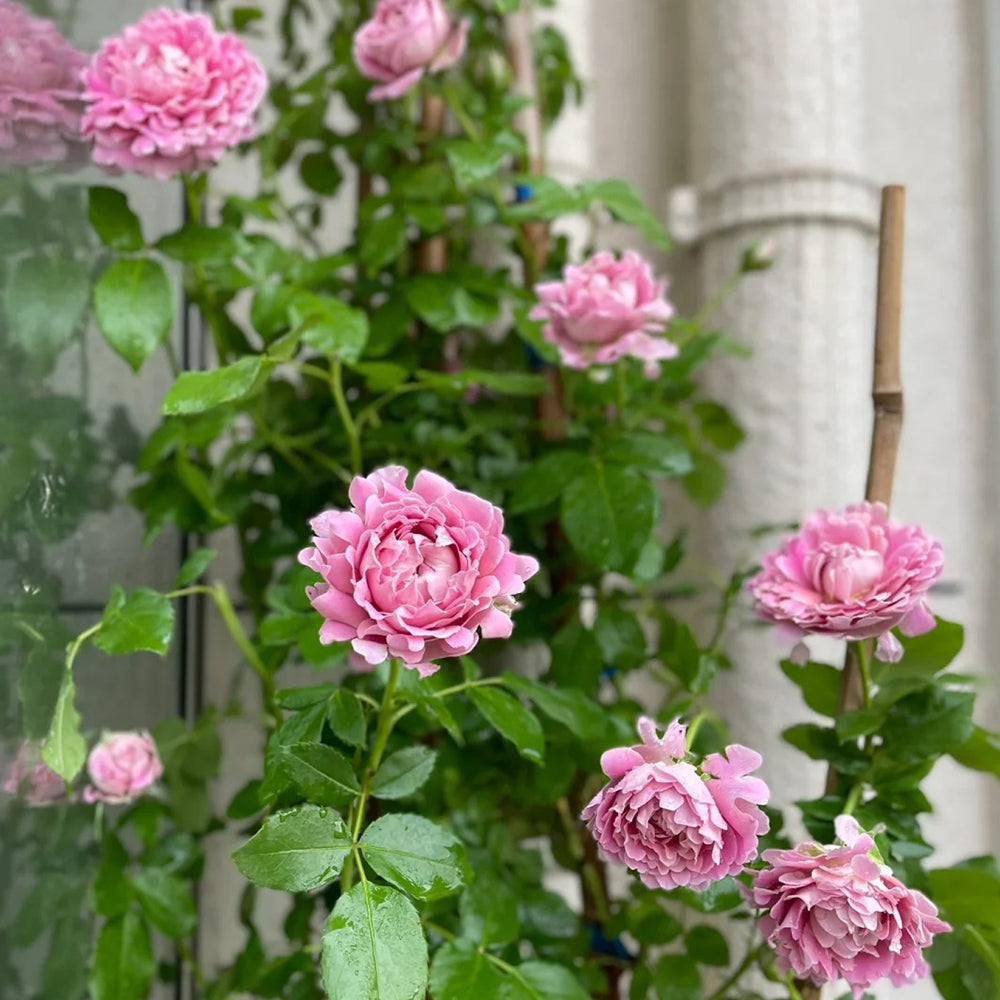 Dutch Florist Climbing Rose Inspired by Fancy Ruffle