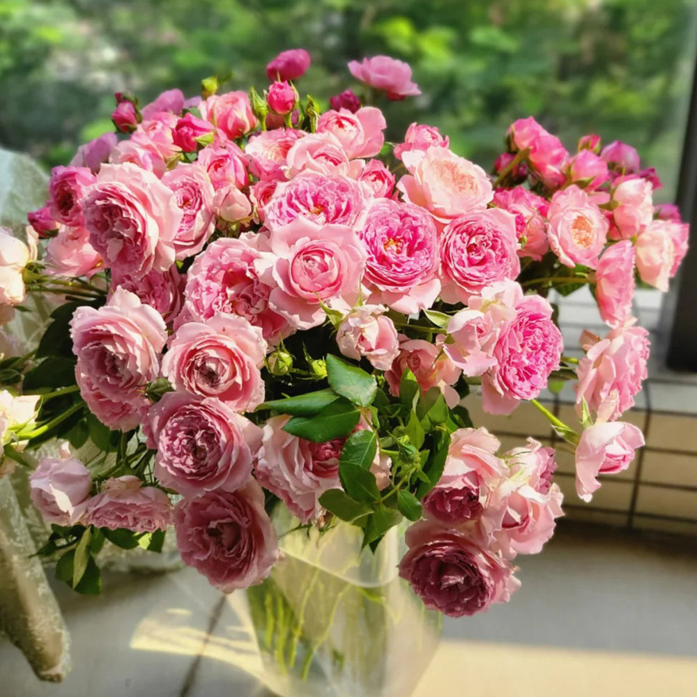 Dutch Florist Climbing Rose Inspired by Fancy Ruffle