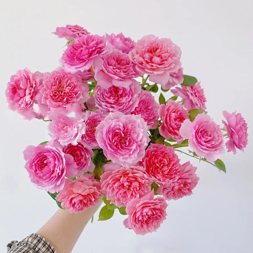 Fée Clochette French Florist Miniature Rose