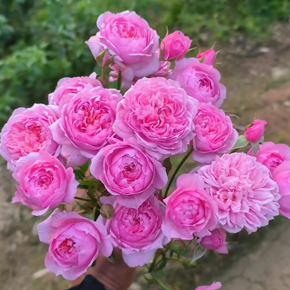 Fée Clochette French Florist Miniature Rose