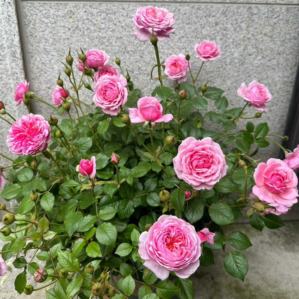 Fée Clochette French Florist Miniature Rose