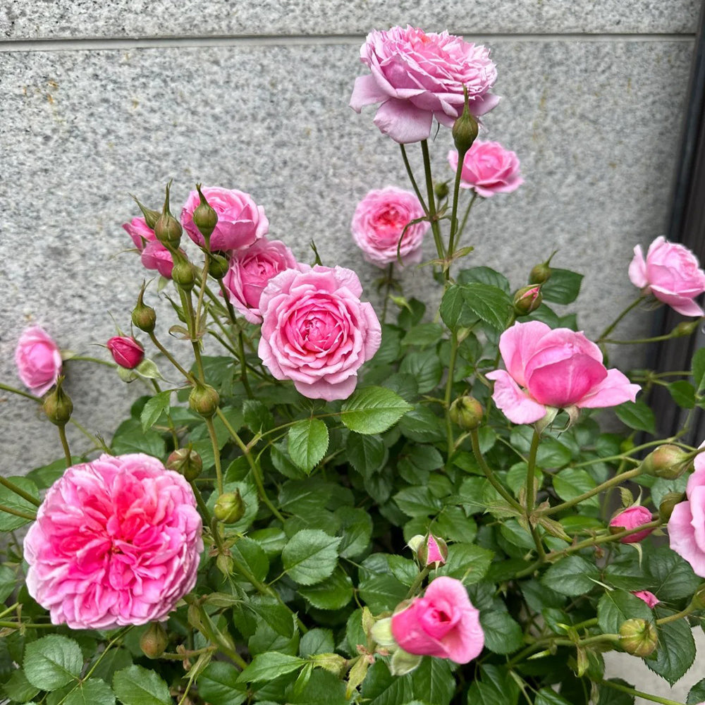 Fée Clochette French Florist Miniature Rose