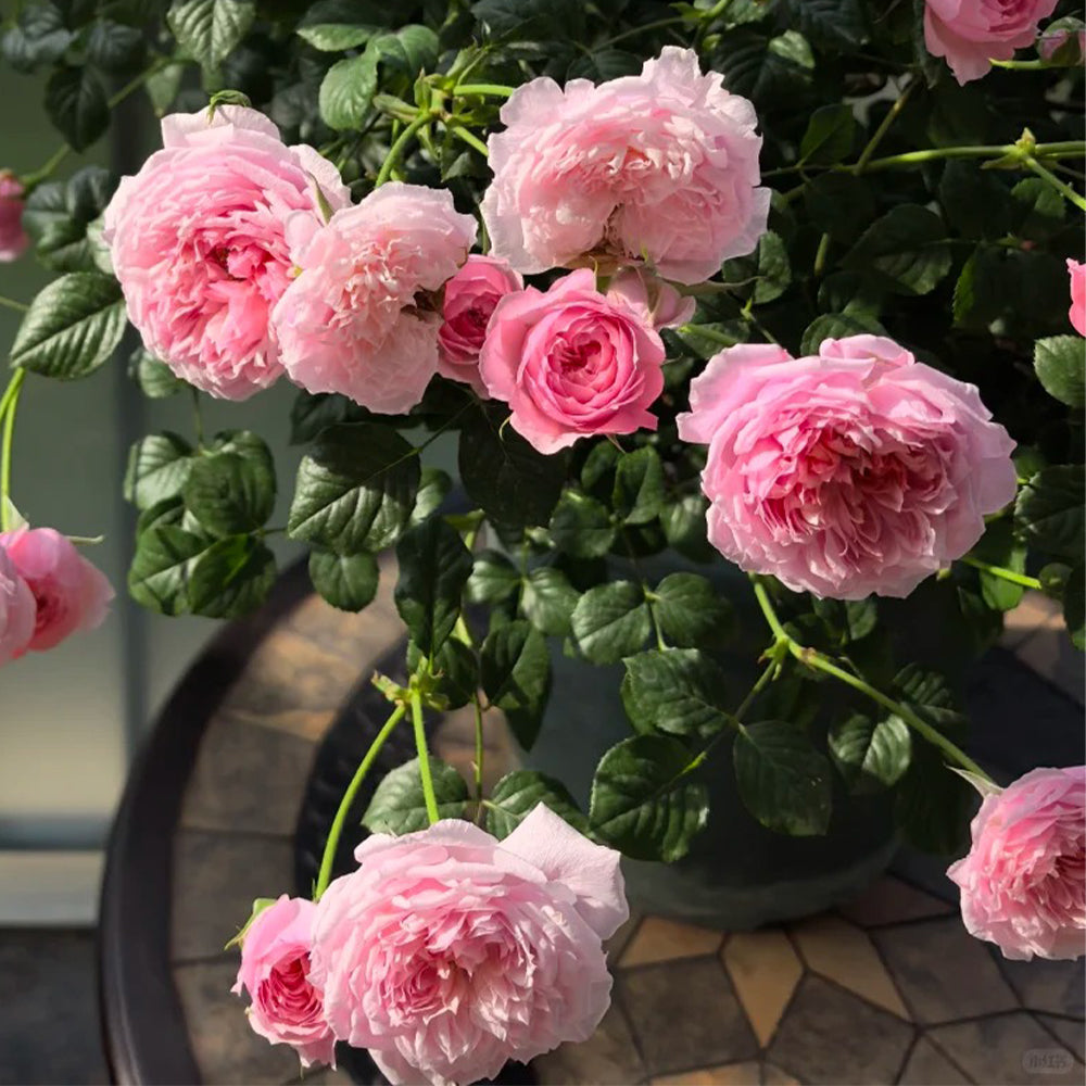 Fée Clochette French Florist Miniature Rose