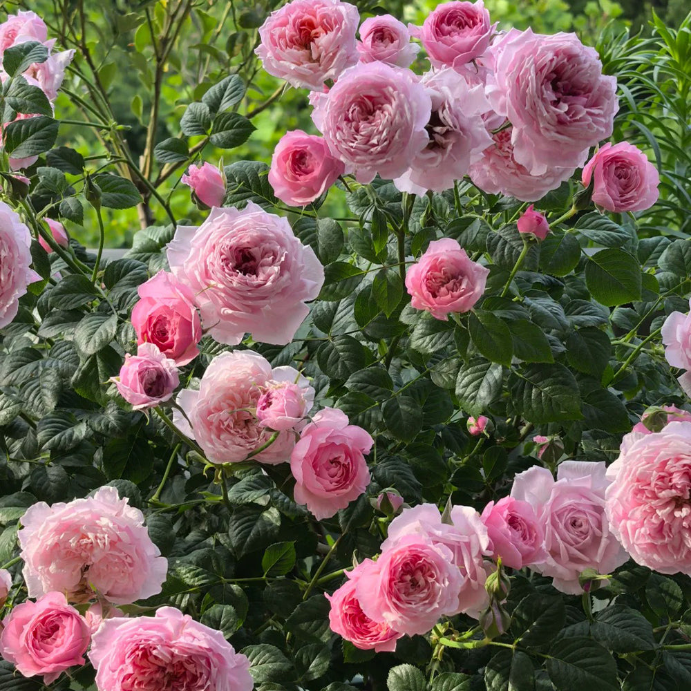 Fée Clochette French Florist Miniature Rose