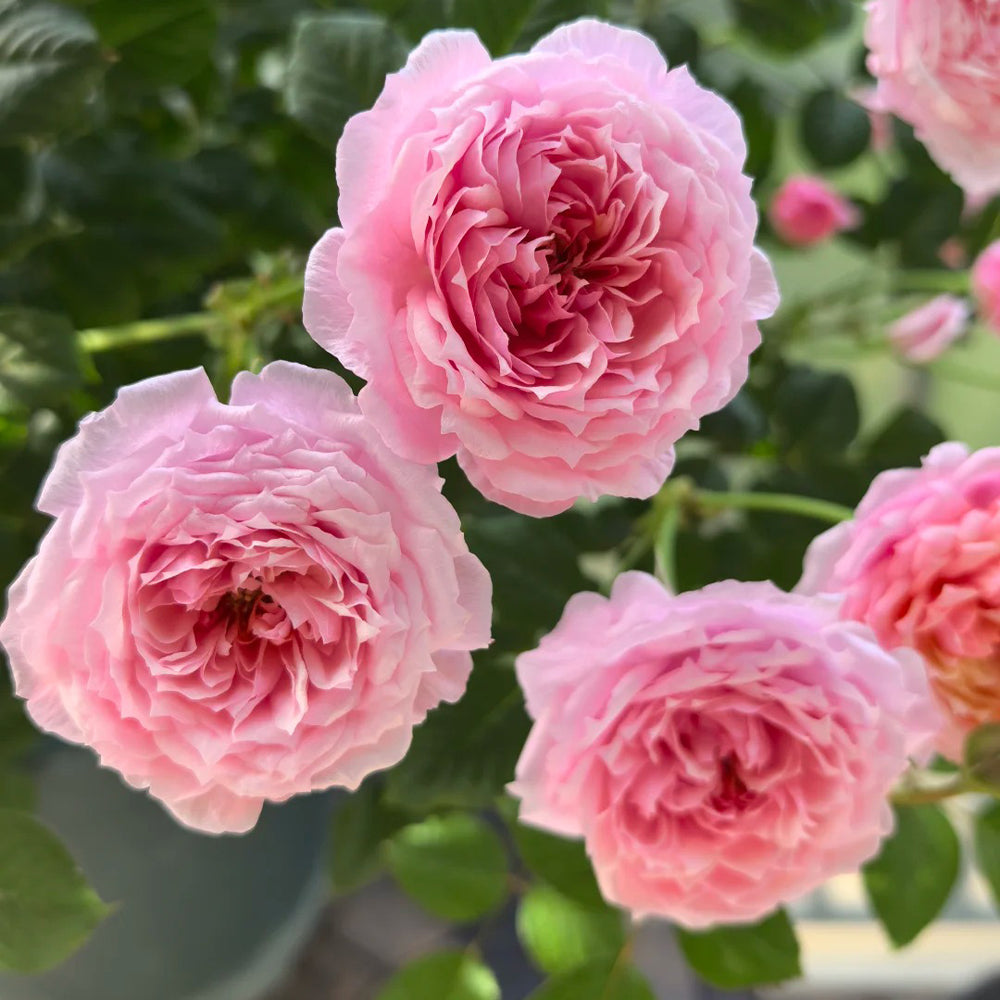 Fée Clochette French Florist Miniature Rose