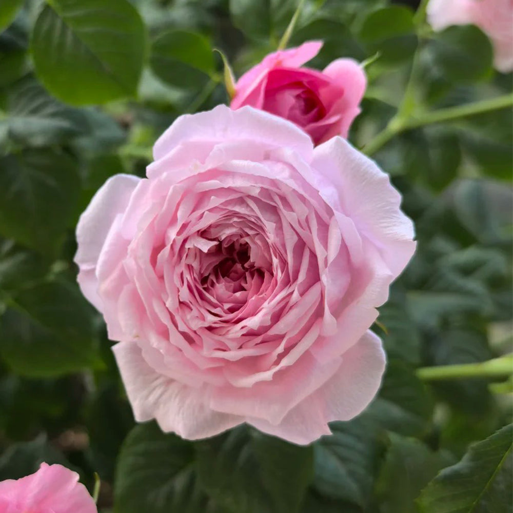 Fée Clochette French Florist Miniature Rose