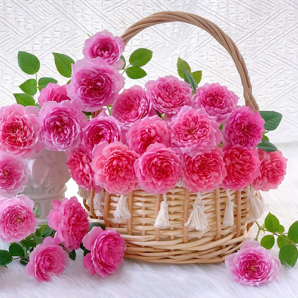 Fée Clochette French Florist Miniature Rose