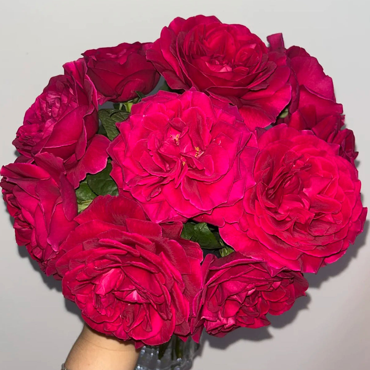 Femme Fatale Japanese Florist Shrub Rose