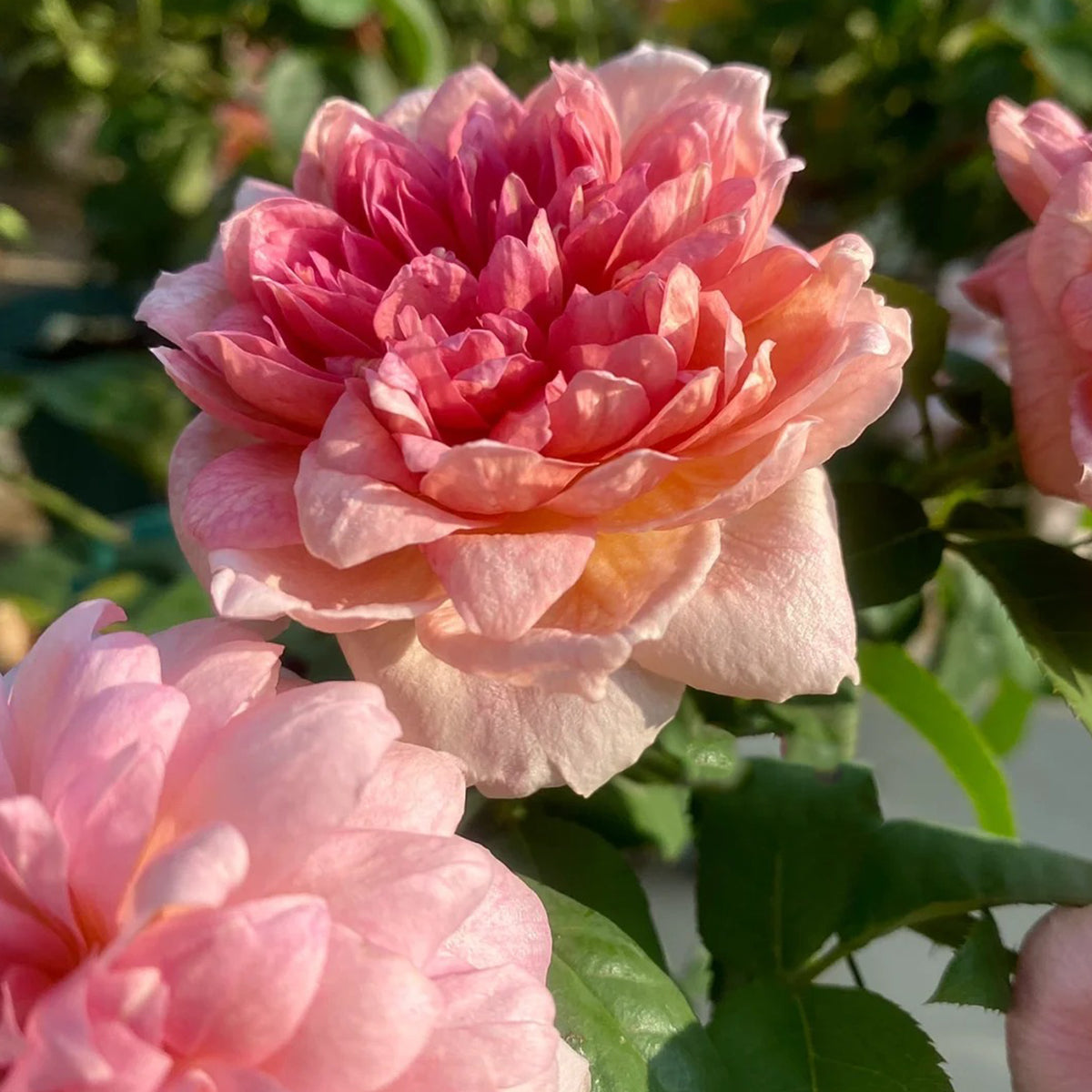 Filer Japanese Florist Shrub Rose