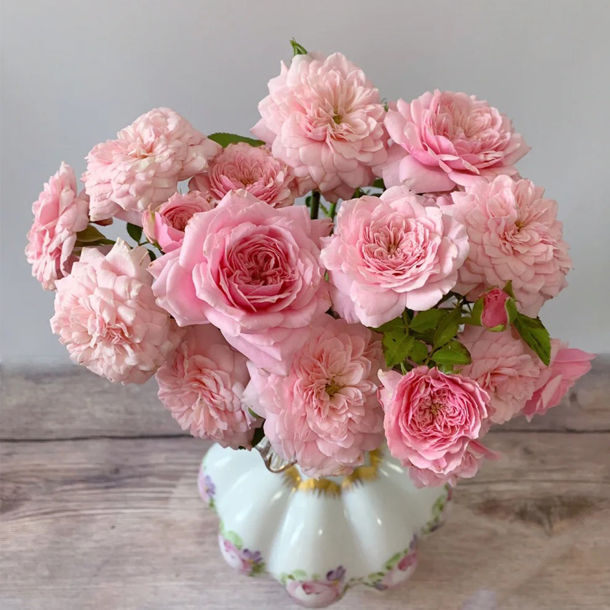 Filer Japanese Florist Shrub Rose