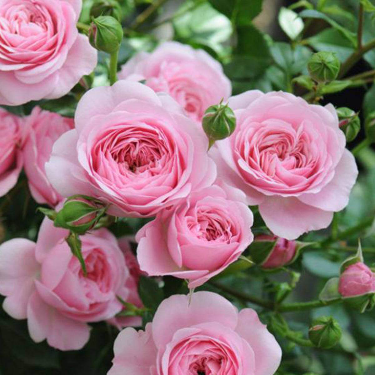 Filer Japanese Florist Shrub Rose