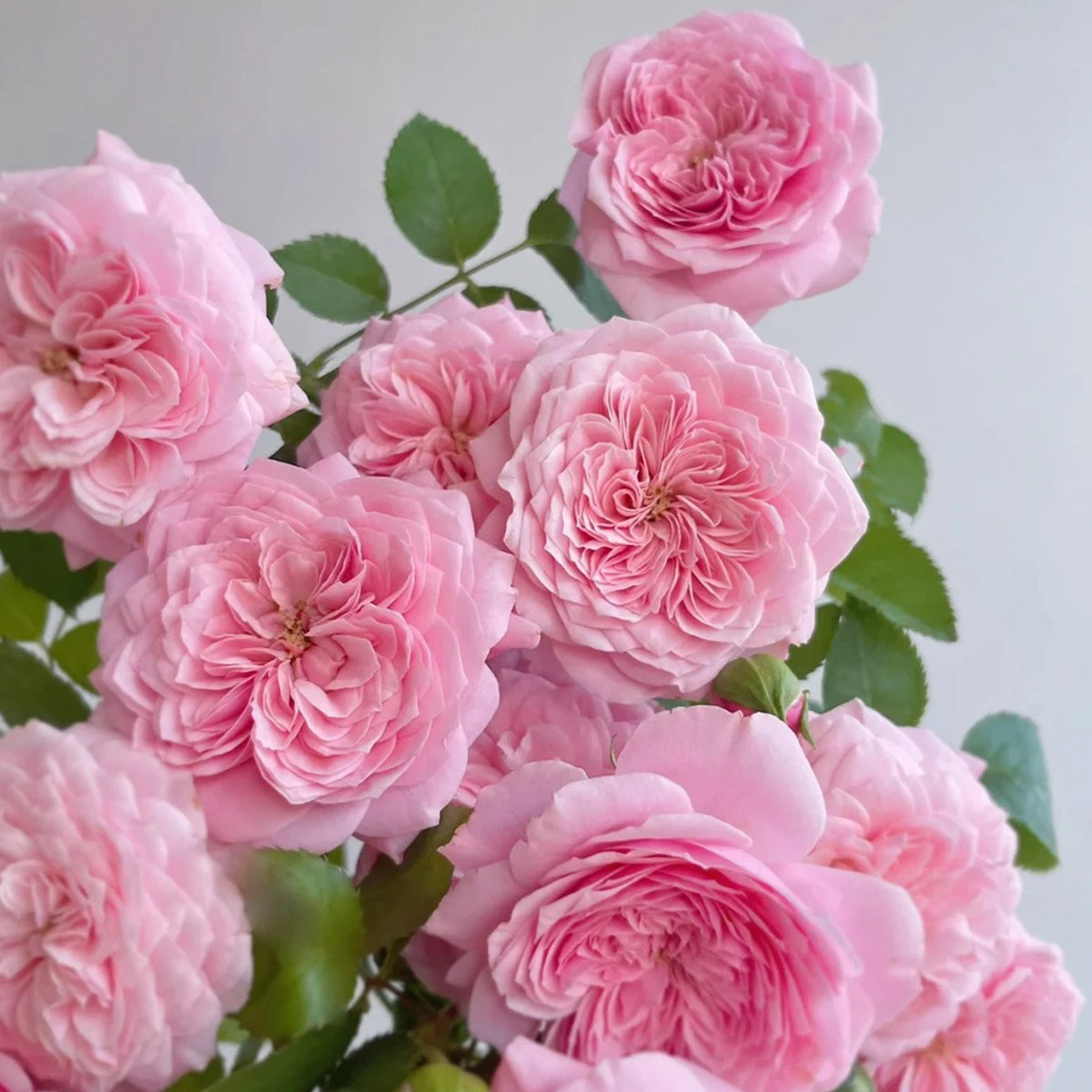 Filer Japanese Florist Shrub Rose