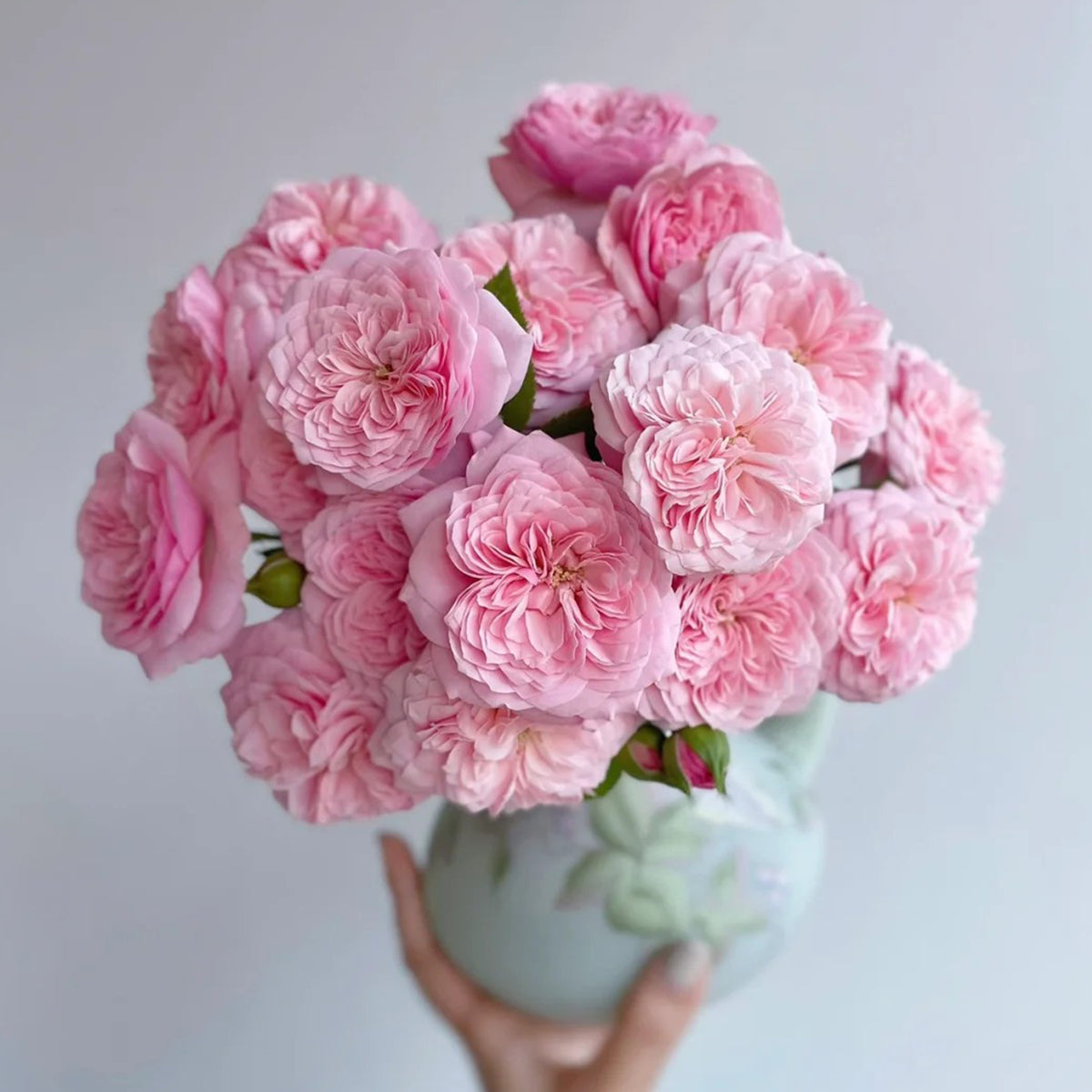Filer Japanese Florist Shrub Rose