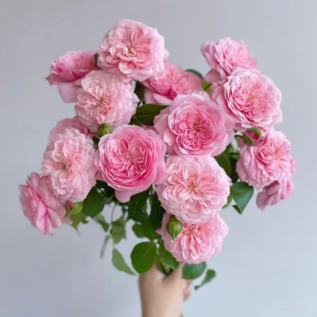 Filer Japanese Florist Shrub Rose