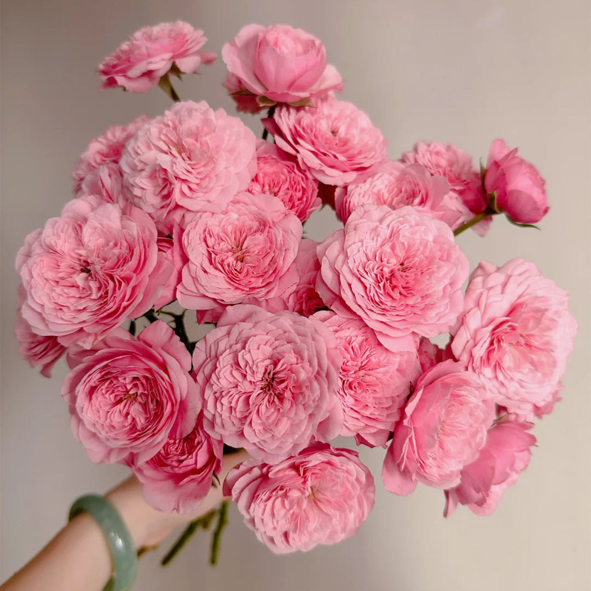 Filer Japanese Florist Shrub Rose