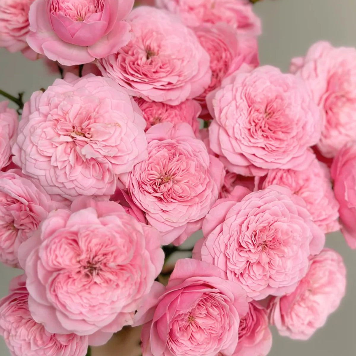 Filer Japanese Florist Shrub Rose