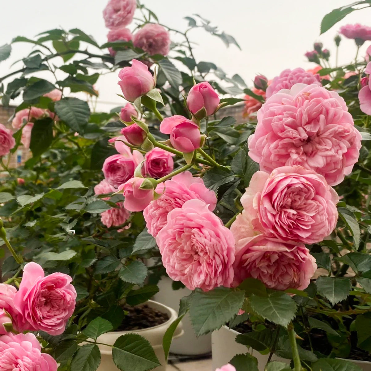 Filer Japanese Florist Shrub Rose