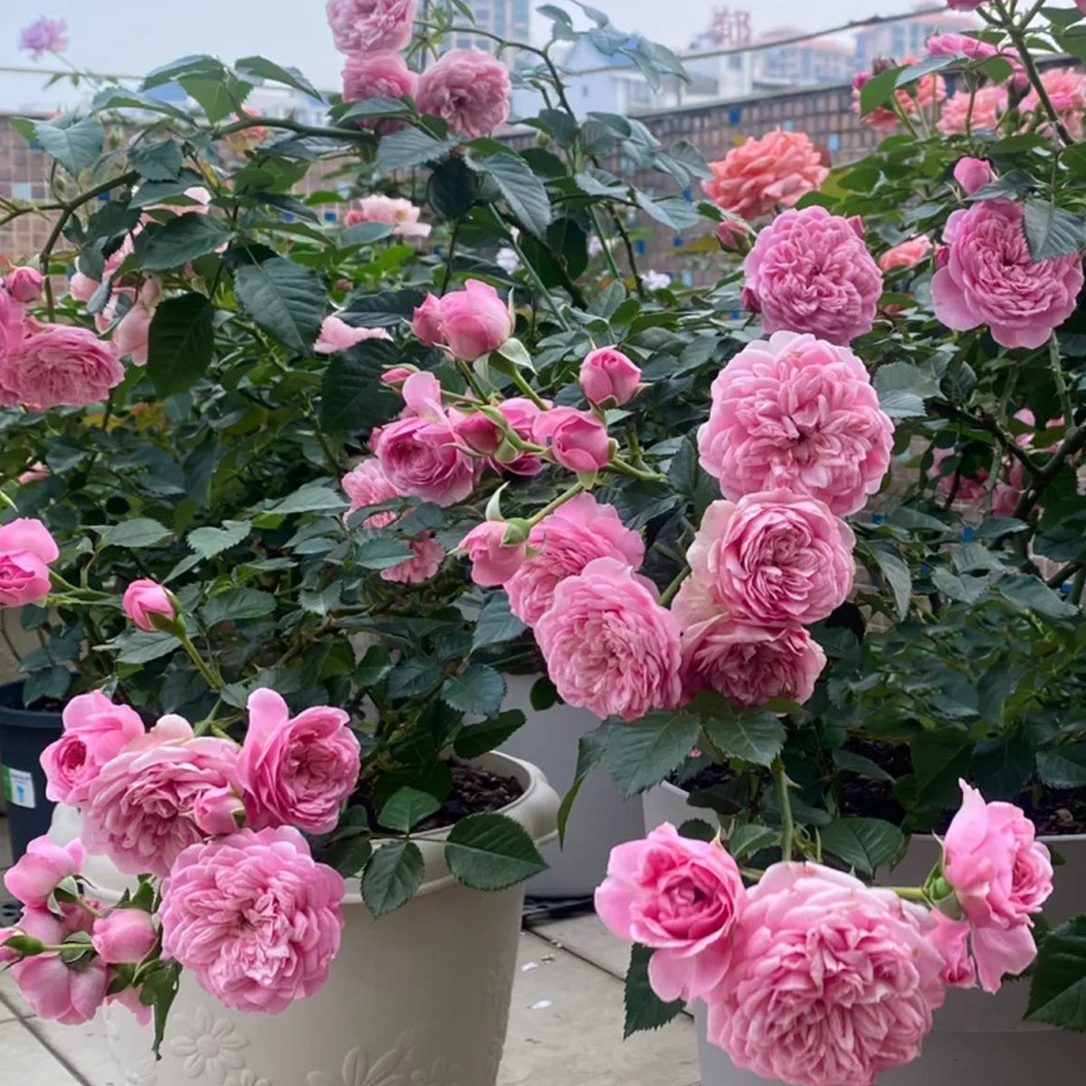 Filer Japanese Florist Shrub Rose