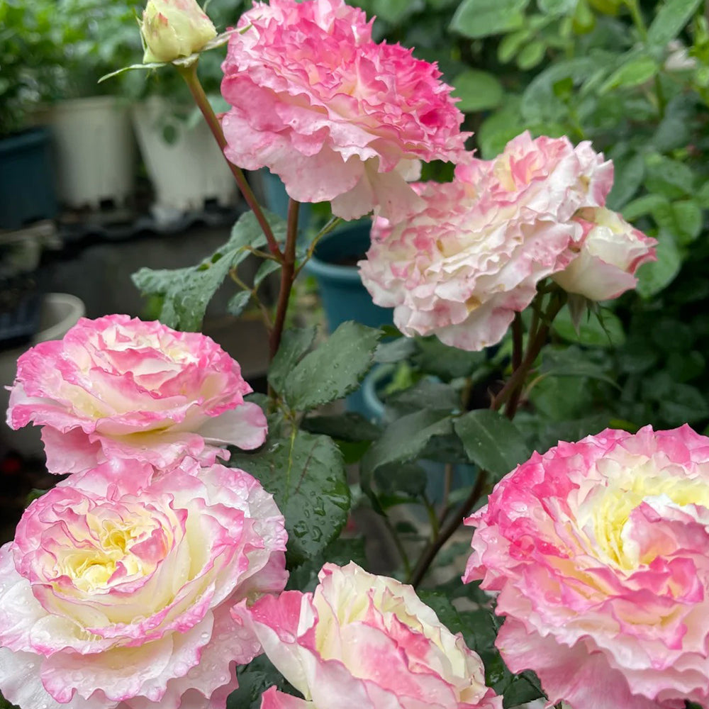 First Blush Chinese Florist Shrub Rose