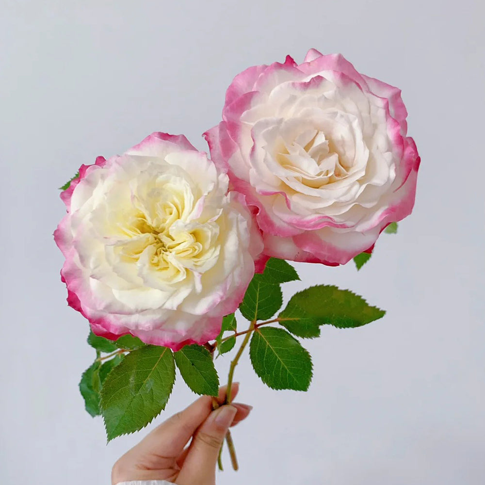 First Blush Chinese Florist Shrub Rose