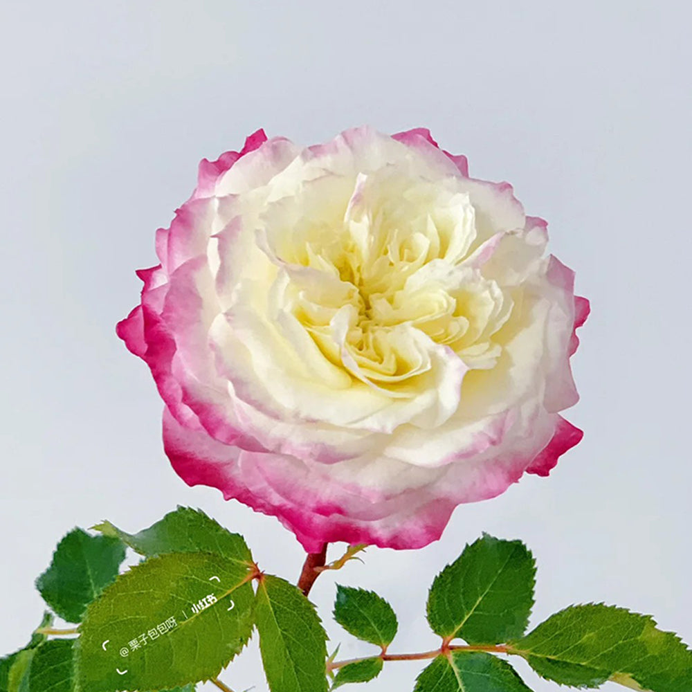 First Blush Chinese Florist Shrub Rose