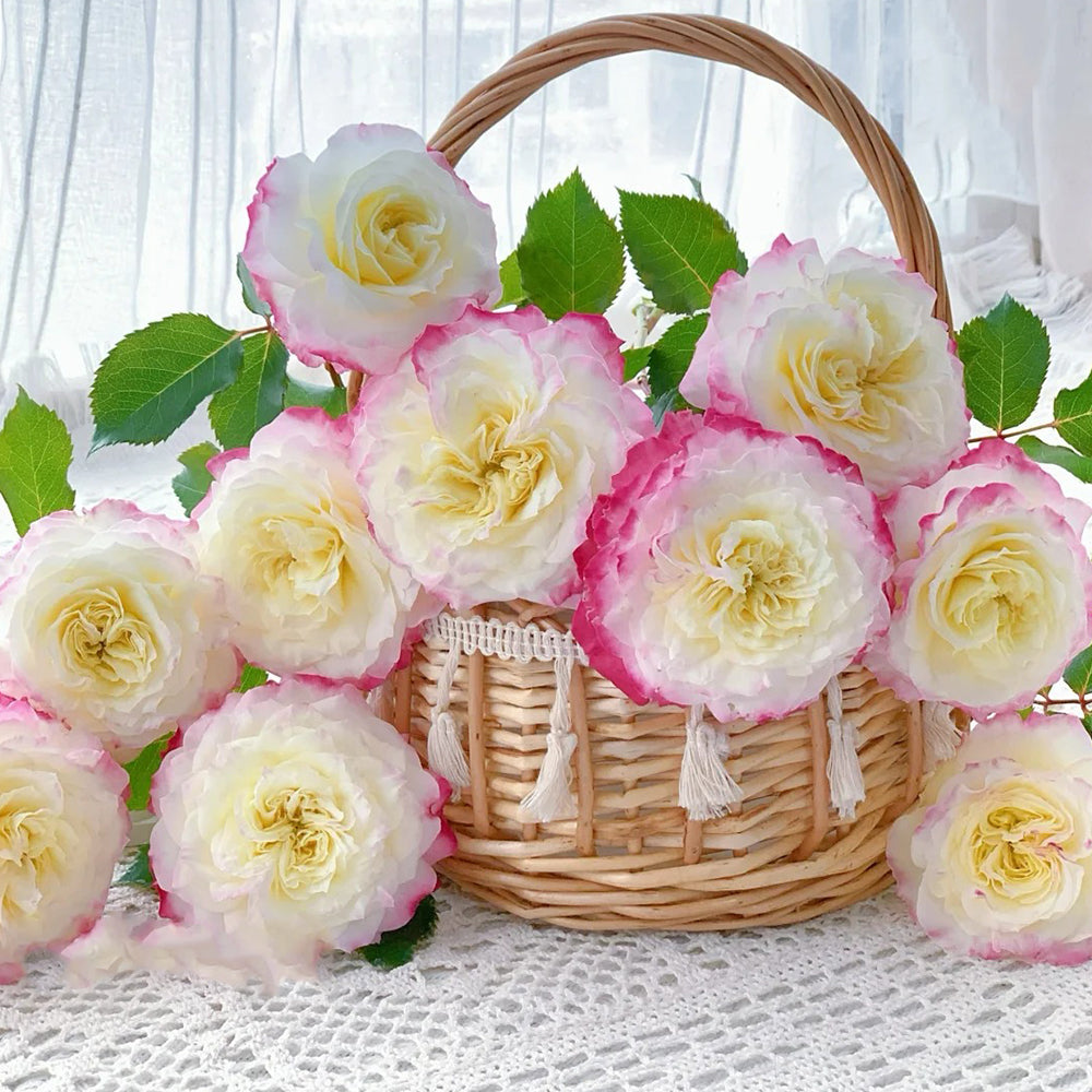 First Blush Chinese Florist Shrub Rose