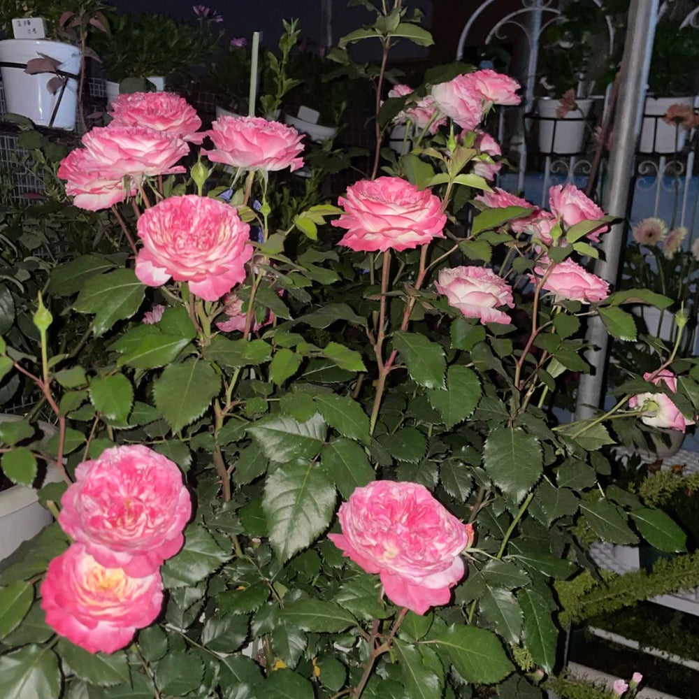First Blush Chinese Florist Shrub Rose