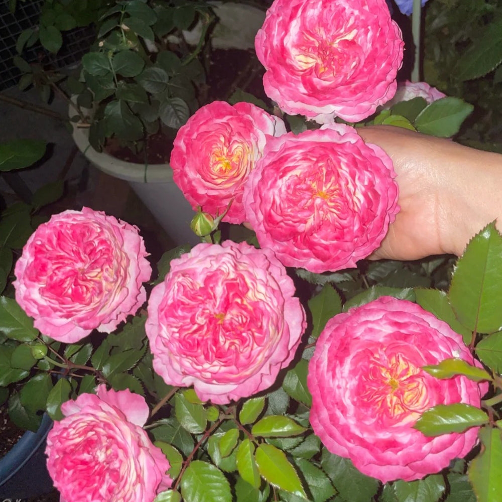 First Blush Chinese Florist Shrub Rose