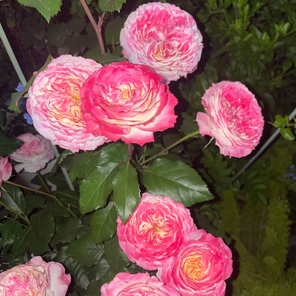 First Blush Chinese Florist Shrub Rose