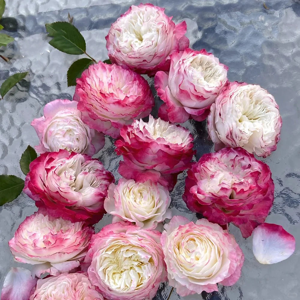 First Blush Chinese Florist Shrub Rose