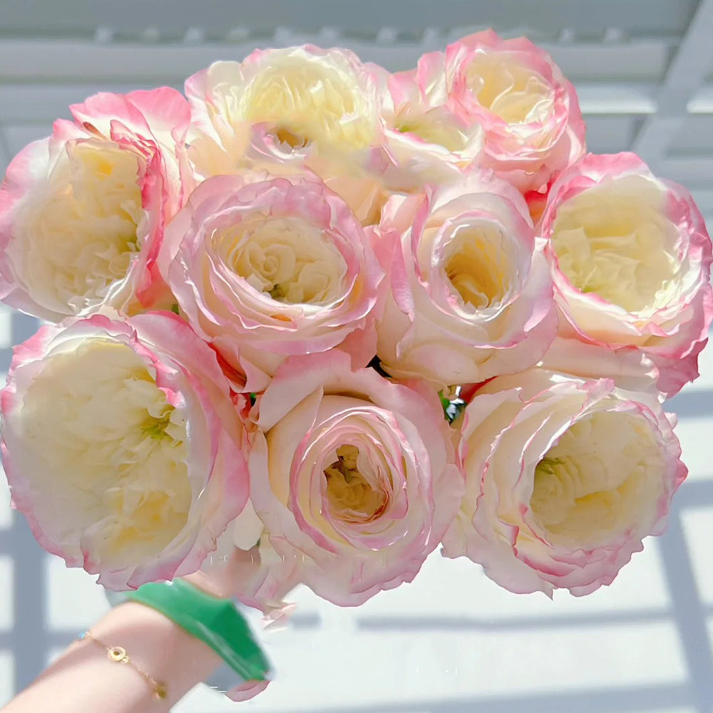 First Blush Chinese Florist Shrub Rose