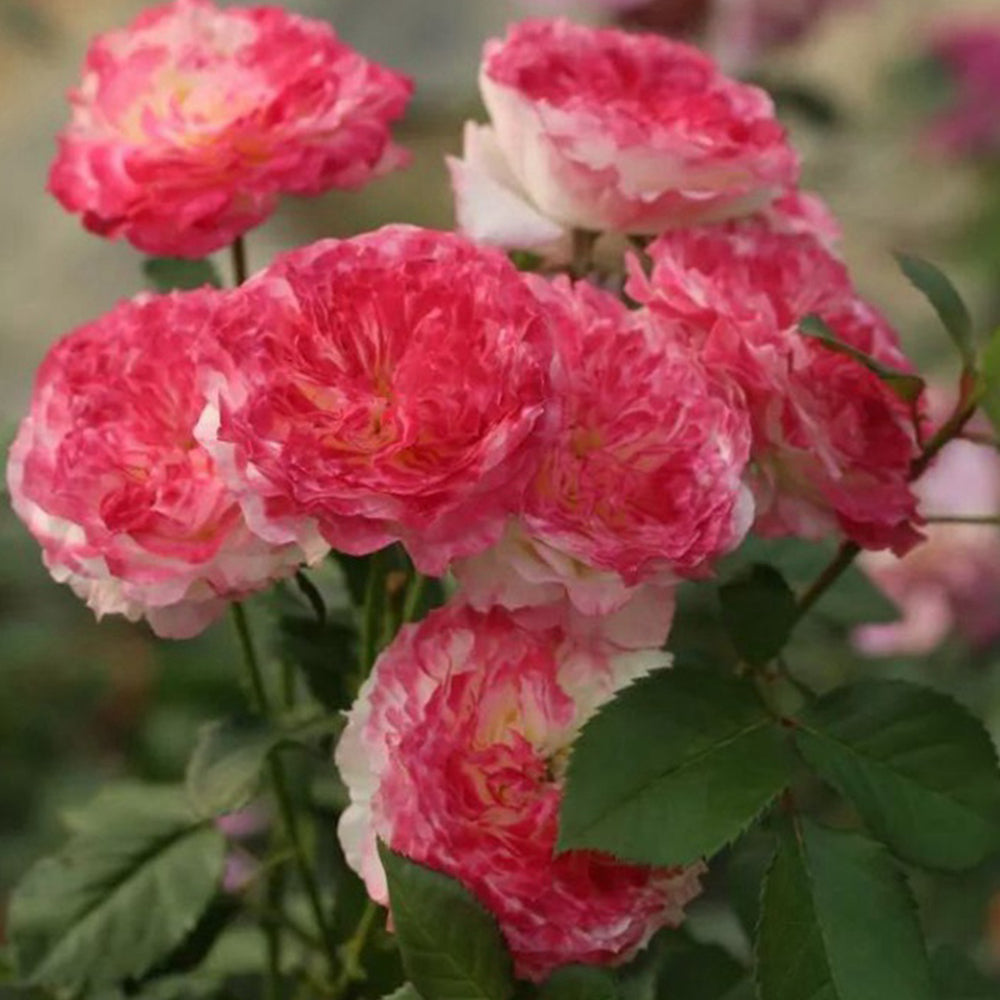 First Blush Chinese Florist Shrub Rose