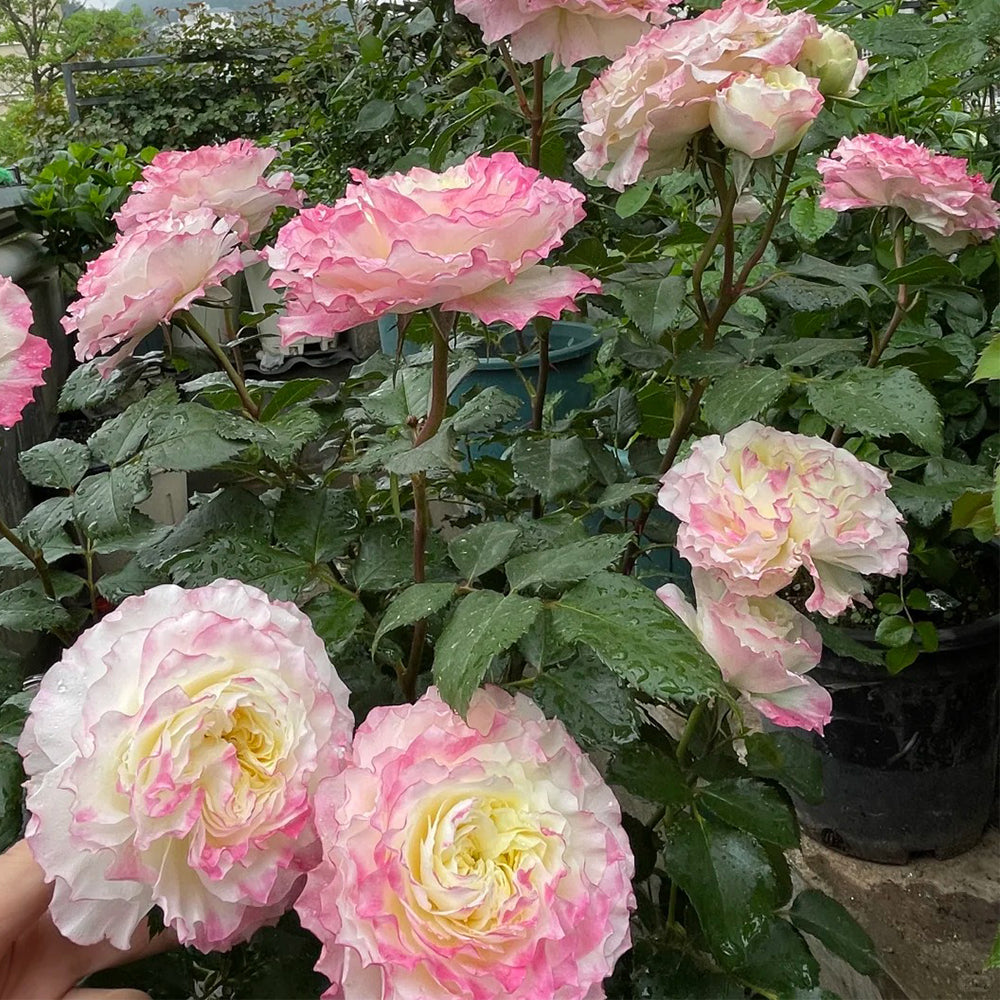 First Blush Chinese Florist Shrub Rose