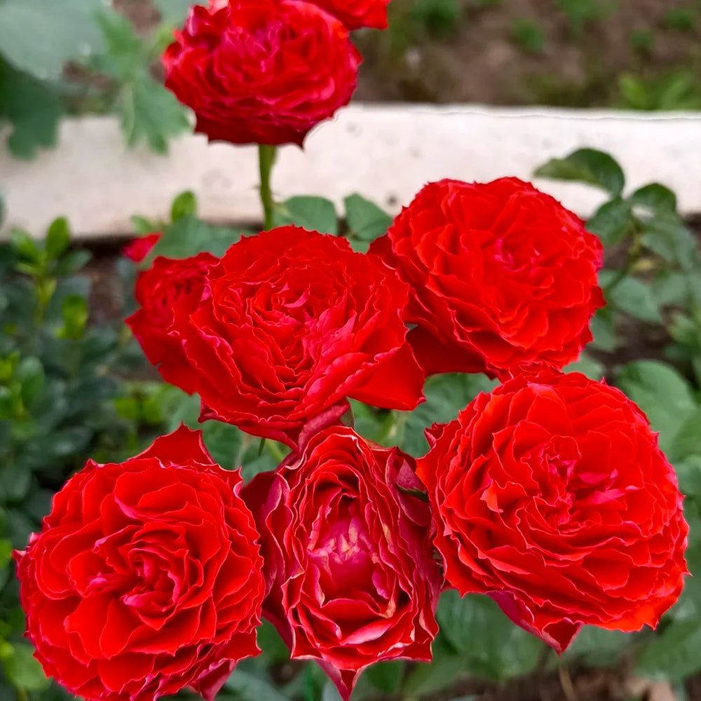 First Edition Dutch Florist Shrub Rose