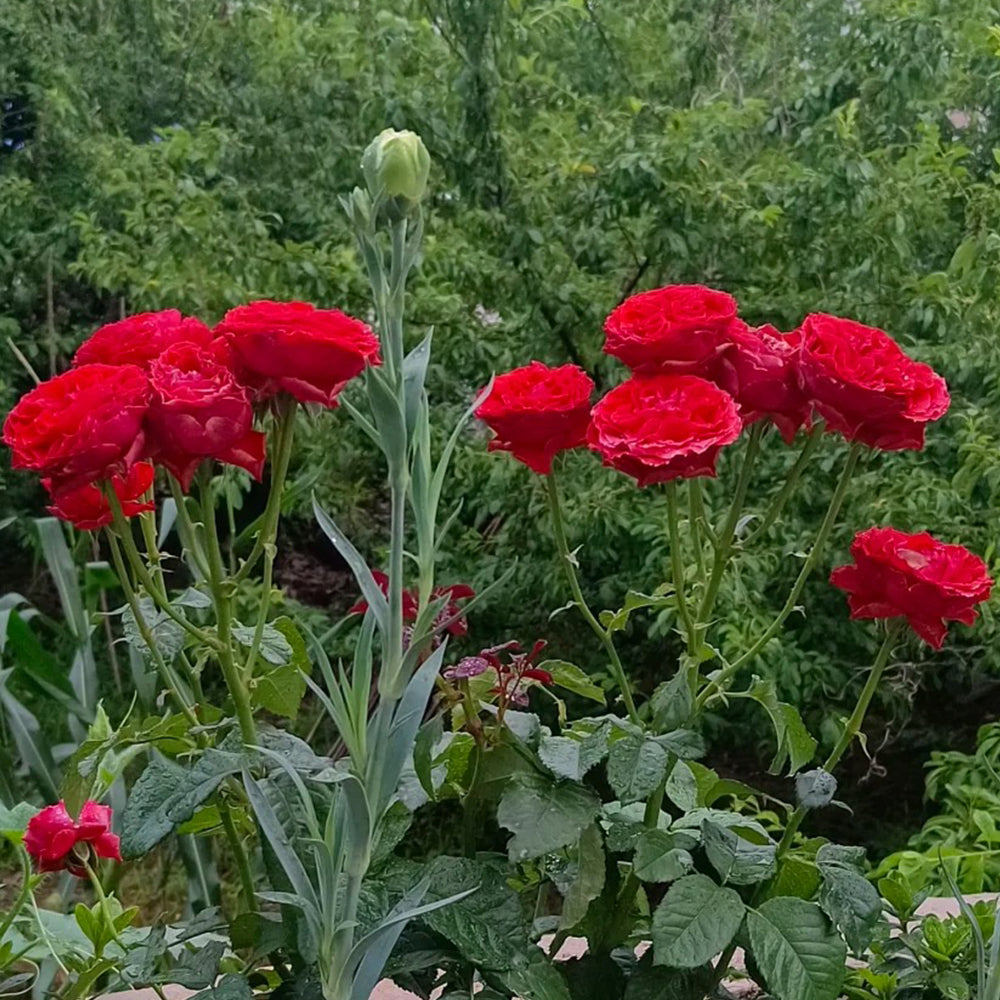 First Edition Dutch Florist Shrub Rose