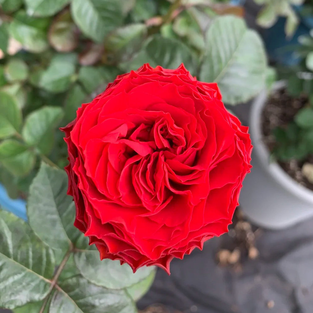 First Edition Dutch Florist Shrub Rose