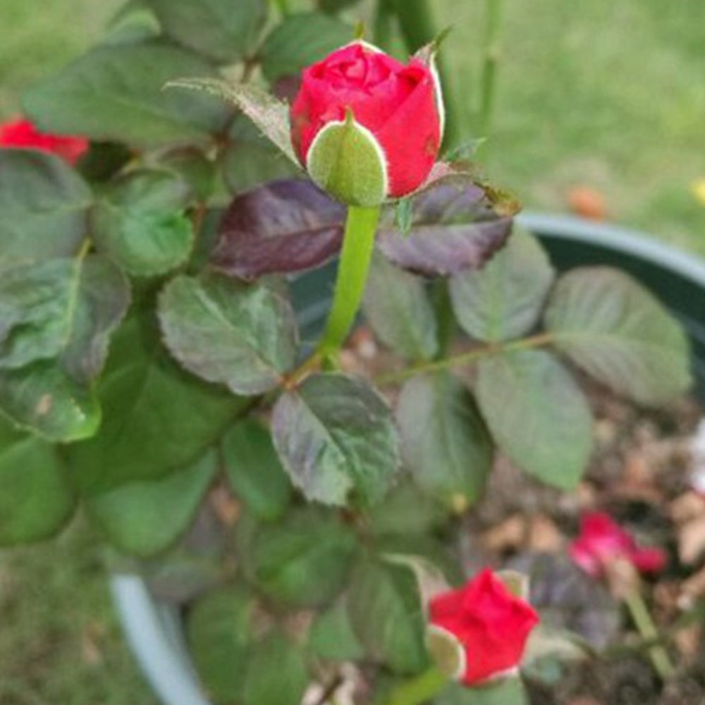 First Edition Dutch Florist Shrub Rose