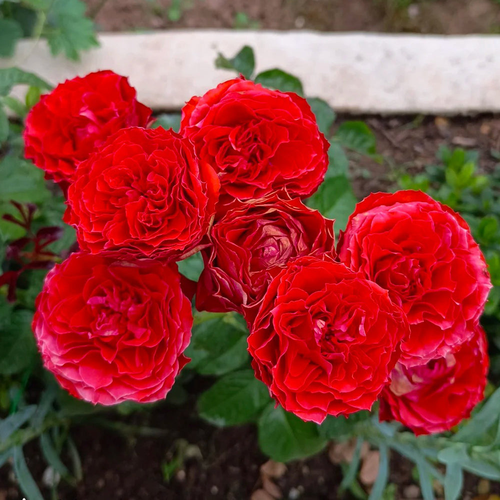 First Edition Dutch Florist Shrub Rose