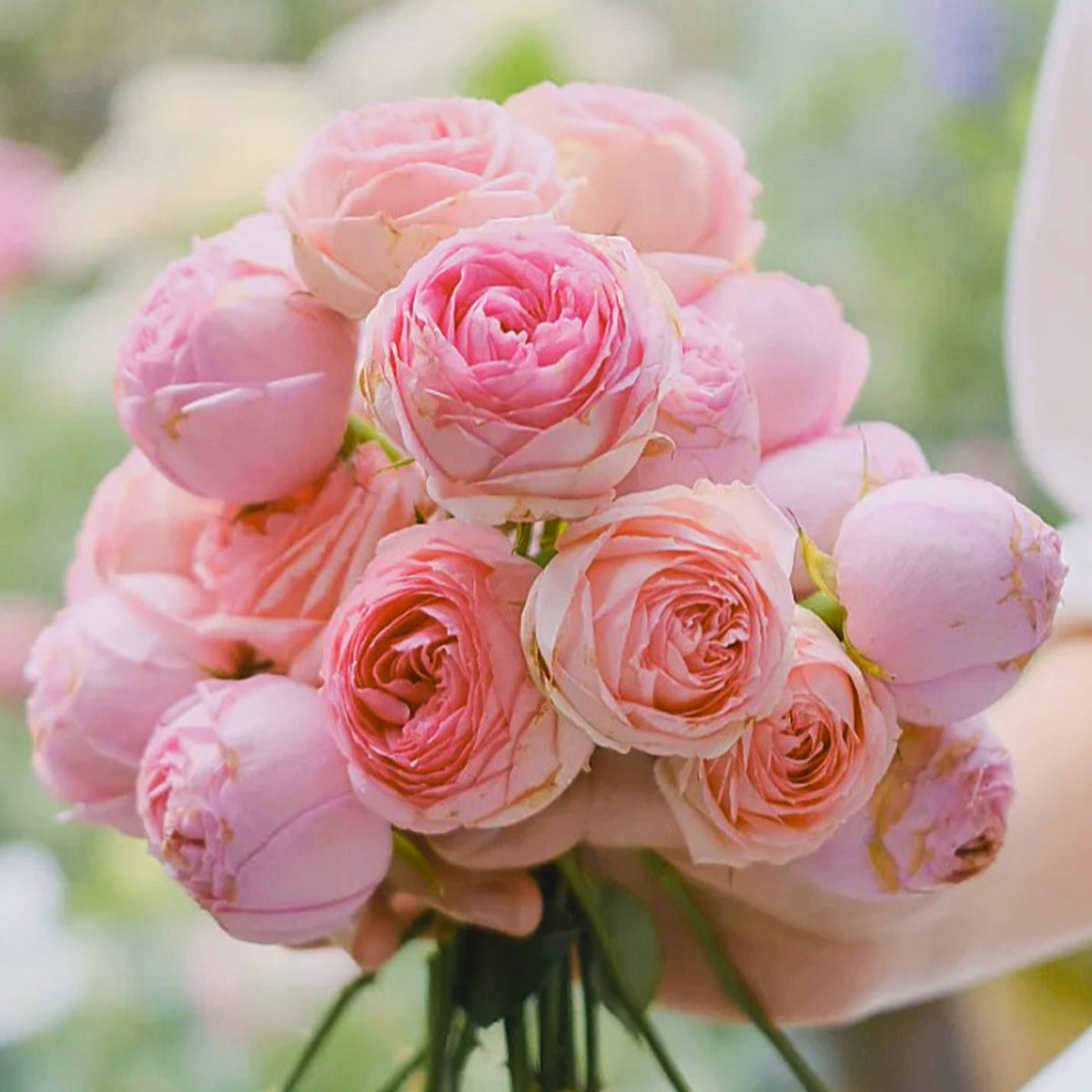 First Lady German Florist Shrub Rose